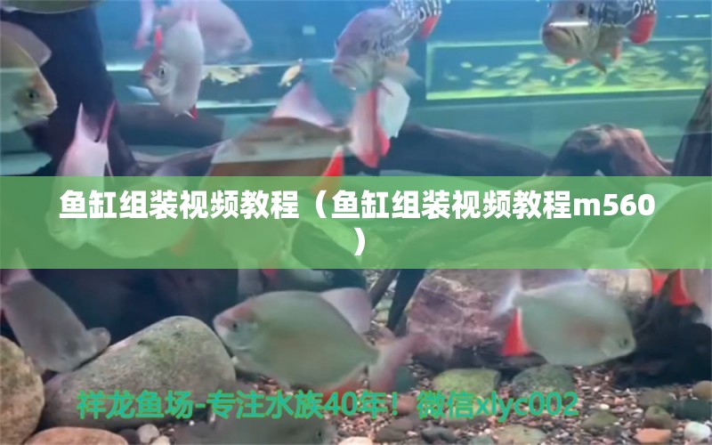 鱼缸组装视频教程（鱼缸组装视频教程m560） 祥龙水族医院