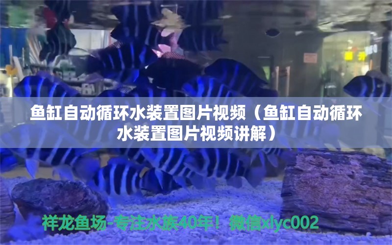 鱼缸自动循环水装置图片视频（鱼缸自动循环水装置图片视频讲解）