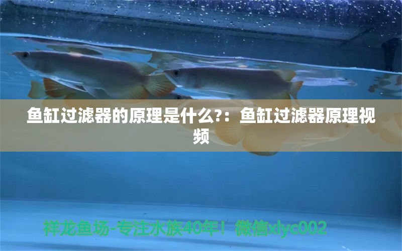 鱼缸过滤器的原理是什么?：鱼缸过滤器原理视频