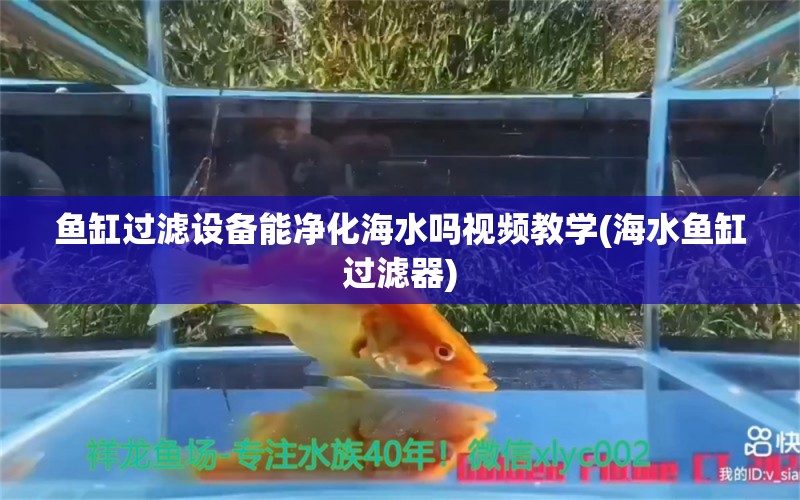 鱼缸过滤设备能净化海水吗视频教学(海水鱼缸过滤器)