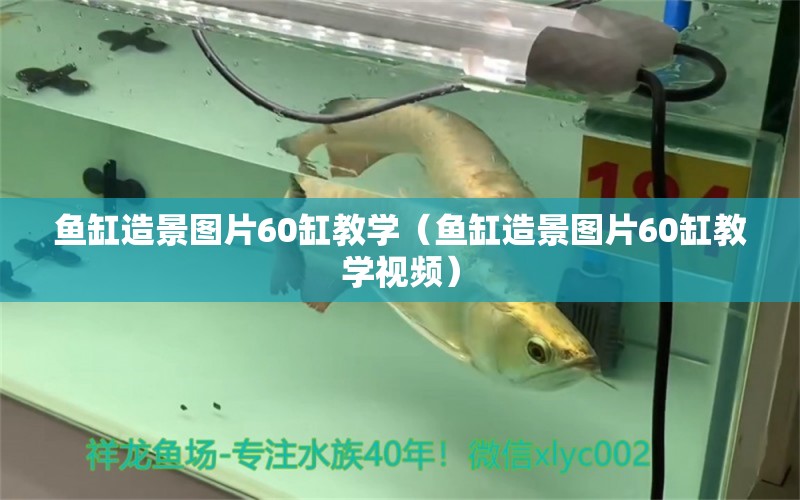 鱼缸造景图片60缸教学（鱼缸造景图片60缸教学视频） 鹦鹉鱼