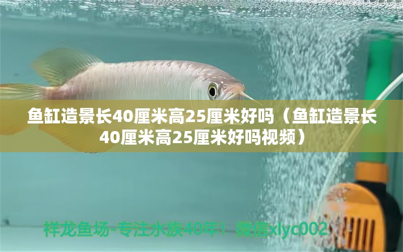 鱼缸造景长40厘米高25厘米好吗（鱼缸造景长40厘米高25厘米好吗视频）