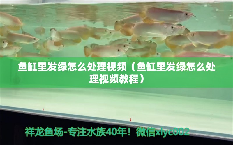 鱼缸里发绿怎么处理视频（鱼缸里发绿怎么处理视频教程） 观赏鱼市场（混养鱼）