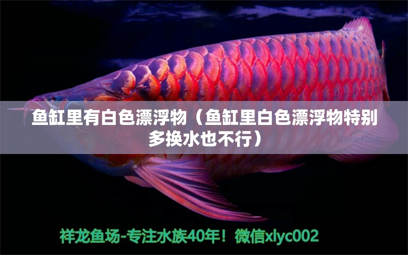 鱼缸里有白色漂浮物（鱼缸里白色漂浮物特别多换水也不行） 广州观赏鱼批发市场