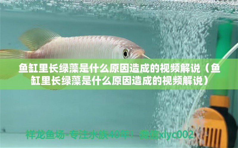 鱼缸里长绿藻是什么原因造成的视频解说（鱼缸里长绿藻是什么原因造成的视频解说） 观赏鱼市场（混养鱼）