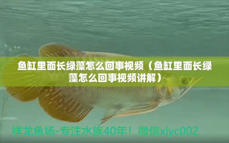 鱼缸里面长绿藻怎么回事视频（鱼缸里面长绿藻怎么回事视频讲解） 观赏鱼市场（混养鱼）