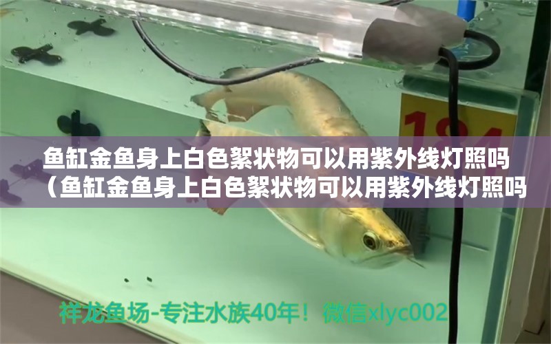 鱼缸金鱼身上白色絮状物可以用紫外线灯照吗（鱼缸金鱼身上白色絮状物可以用紫外线灯照吗）