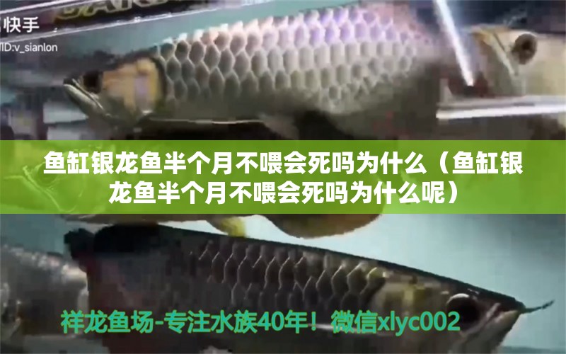 鱼缸银龙鱼半个月不喂会死吗为什么（鱼缸银龙鱼半个月不喂会死吗为什么呢）