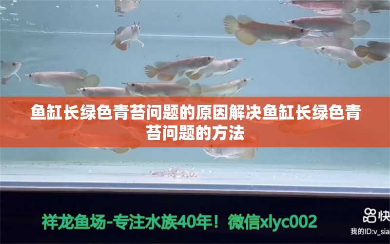 鱼缸长绿色青苔问题的原因解决鱼缸长绿色青苔问题的方法