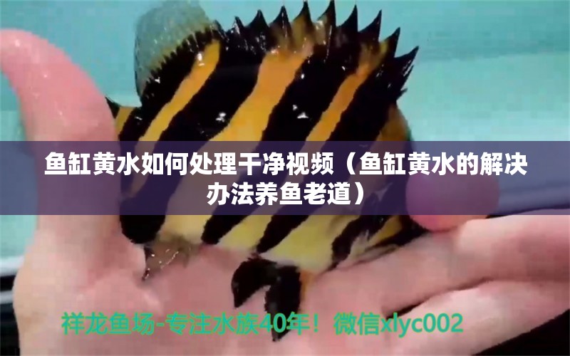 鱼缸黄水如何处理干净视频（鱼缸黄水的解决办法养鱼老道）