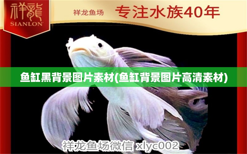 鱼缸黑背景图片素材(鱼缸背景图片高清素材) 广州祥龙国际水族贸易