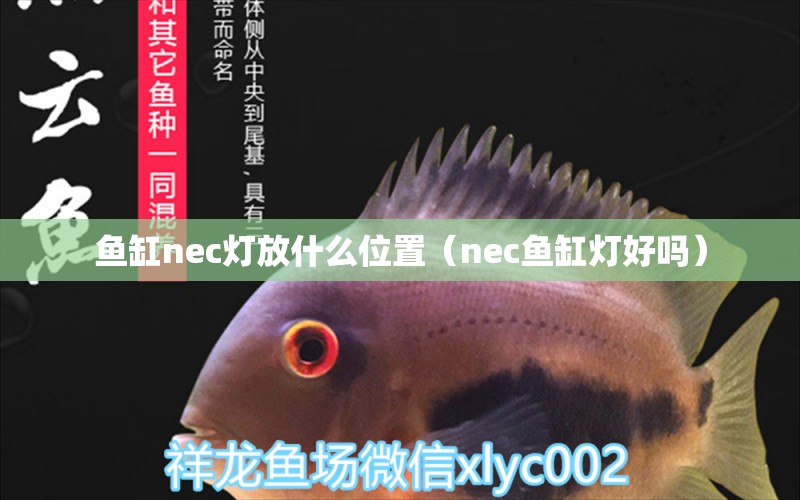 鱼缸nec灯放什么位置（nec鱼缸灯好吗） 杀菌消毒设备