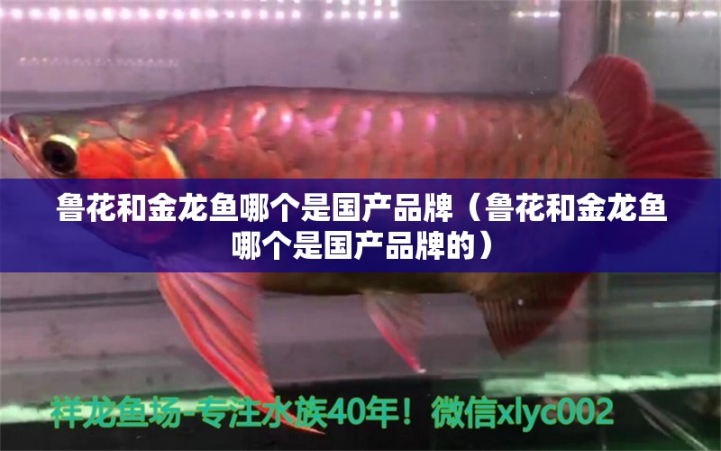 鲁花和金龙鱼哪个是国产品牌（鲁花和金龙鱼哪个是国产品牌的） 广州龙鱼批发市场