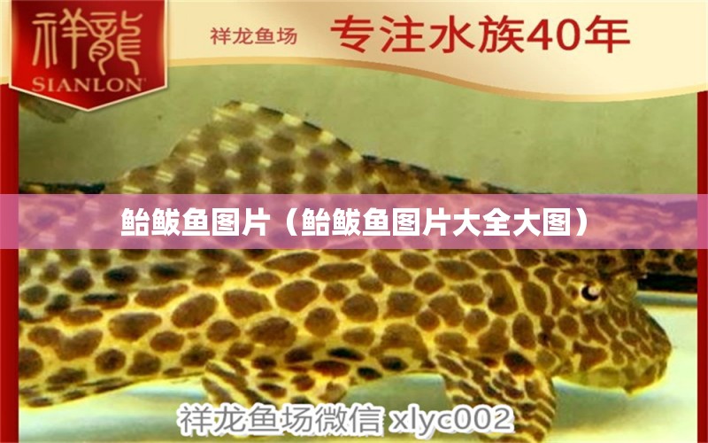 鲐鲅鱼图片（鲐鲅鱼图片大全大图） 广州龙鱼批发市场