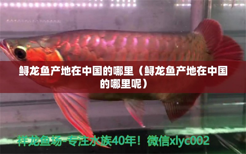 鲟龙鱼产地在中国的哪里（鲟龙鱼产地在中国的哪里呢） 祥龙鱼场