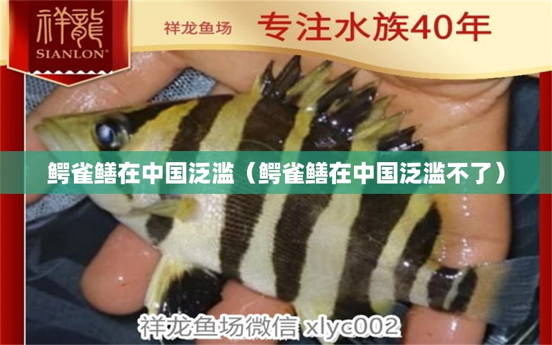 鳄雀鳝在中国泛滥（鳄雀鳝在中国泛滥不了） 南美异型鱼