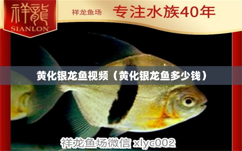 黄化银龙鱼视频（黄化银龙鱼多少钱） 银龙鱼