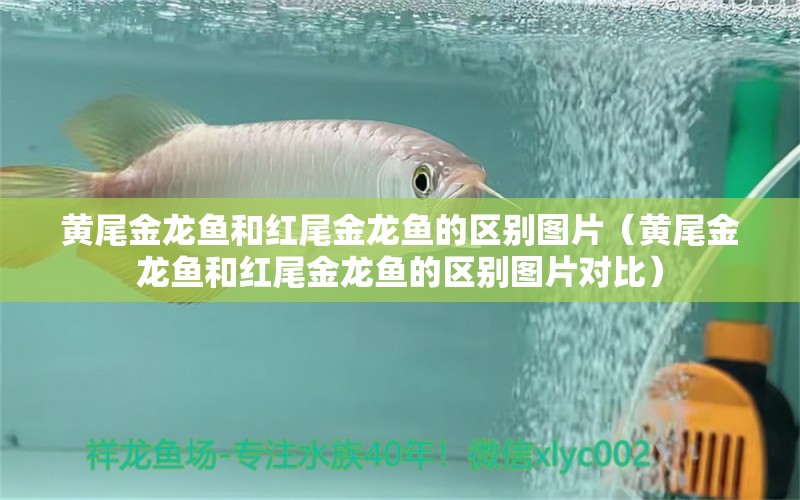 黄尾金龙鱼和红尾金龙鱼的区别图片（黄尾金龙鱼和红尾金龙鱼的区别图片对比） 量子养鱼技术