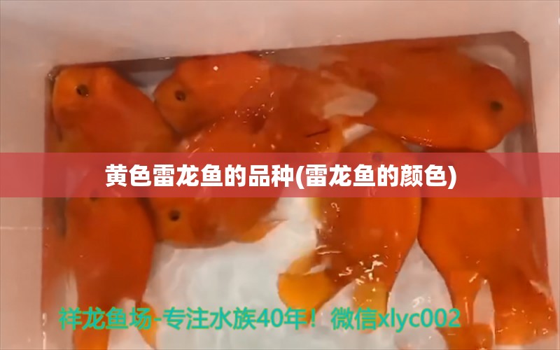 黄色雷龙鱼的品种(雷龙鱼的颜色) 广州龙鱼批发市场