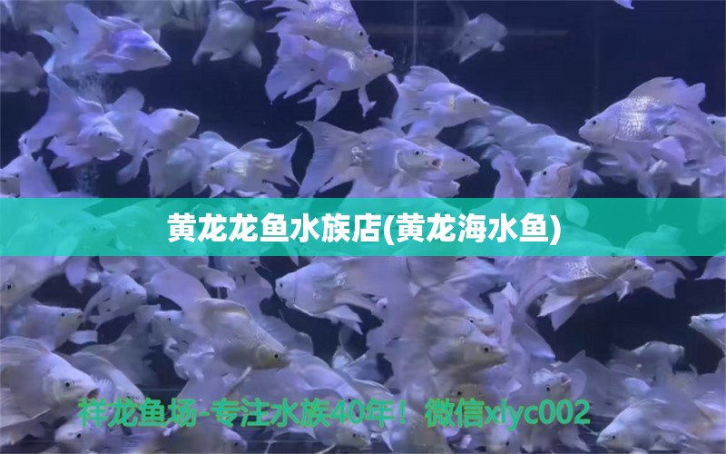 黄龙龙鱼水族店(黄龙海水鱼) 海水鱼 第1张