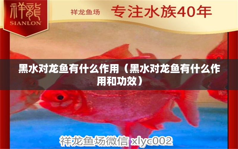 黑水对龙鱼有什么作用（黑水对龙鱼有什么作用和功效） 广州龙鱼批发市场