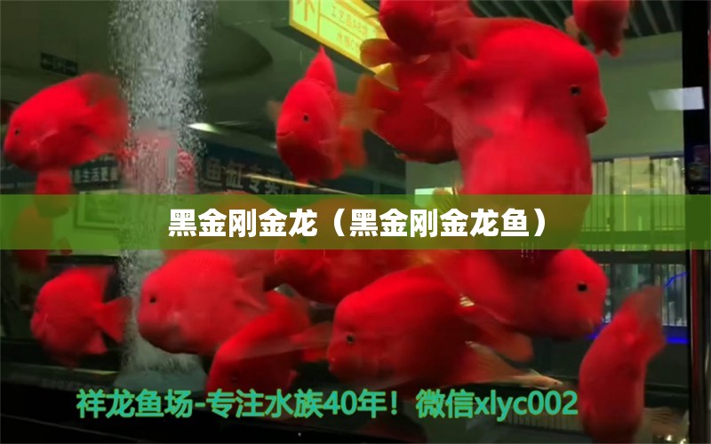 黑金刚金龙（黑金刚金龙鱼） 广州龙鱼批发市场