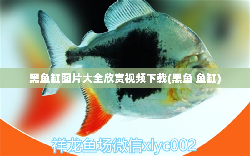 黑鱼缸图片大全欣赏视频下载(黑鱼 鱼缸) 祥禾Super Red红龙鱼