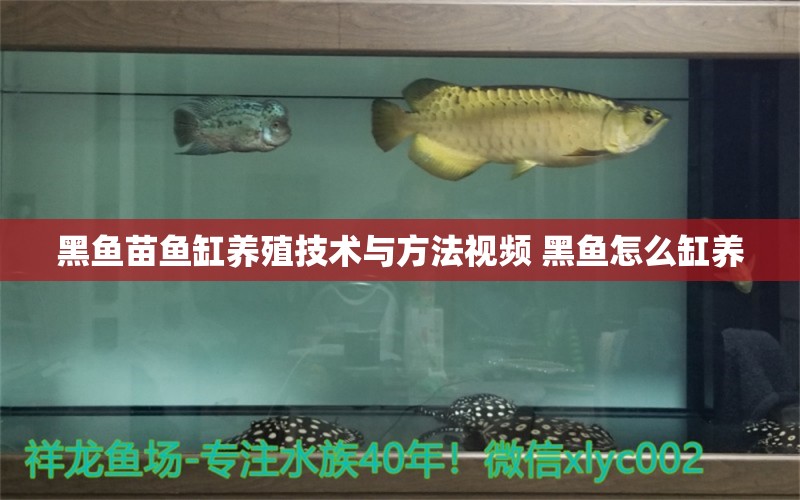 黑鱼苗鱼缸养殖技术与方法视频 黑鱼怎么缸养