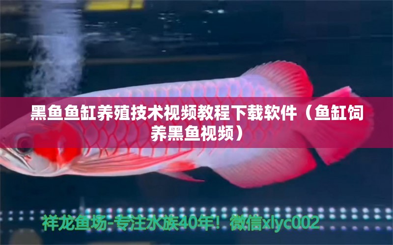黑鱼鱼缸养殖技术视频教程下载软件（鱼缸饲养黑鱼视频）