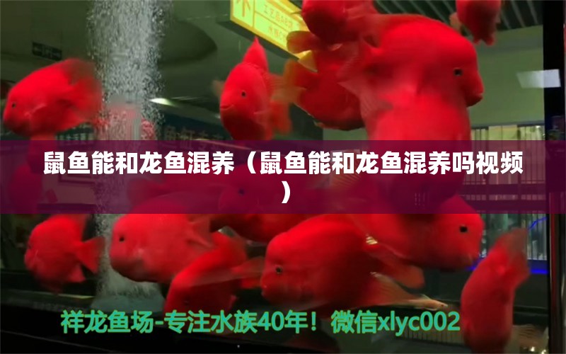 鼠鱼能和龙鱼混养（鼠鱼能和龙鱼混养吗视频） 广州龙鱼批发市场