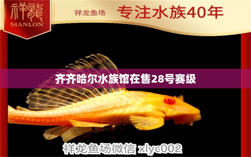 齐齐哈尔水族馆在售28号赛级 七纹巨鲤鱼 第2张