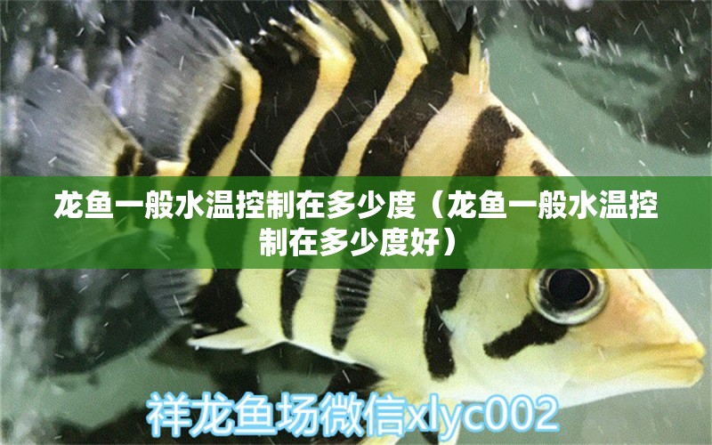 龙鱼一般水温控制在多少度（龙鱼一般水温控制在多少度好） 广州龙鱼批发市场