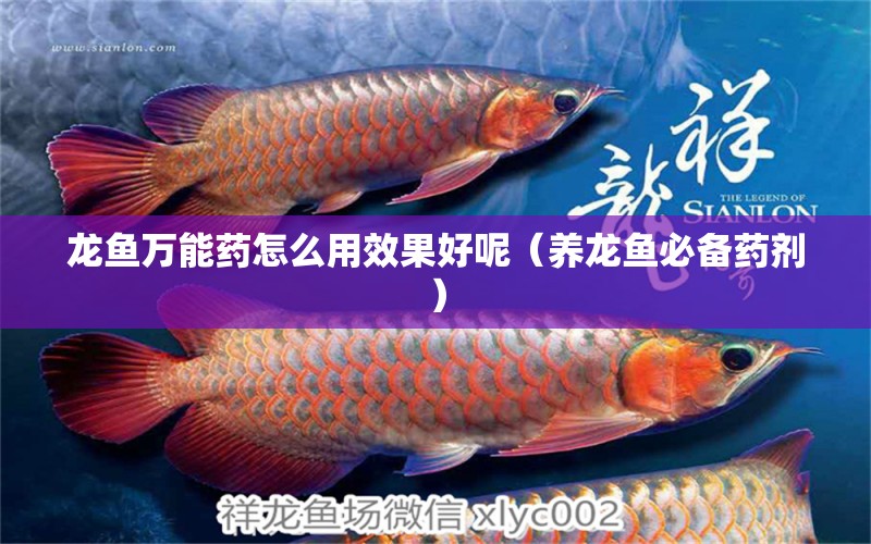 龙鱼万能药怎么用效果好呢（养龙鱼必备药剂） 广州观赏鱼批发市场