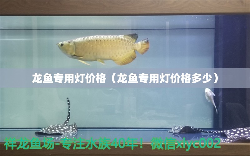 龙鱼专用灯价格（龙鱼专用灯价格多少） 广州龙鱼批发市场
