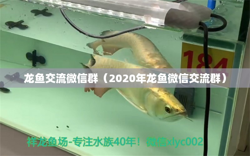 龙鱼交流微信群（2020年龙鱼微信交流群）