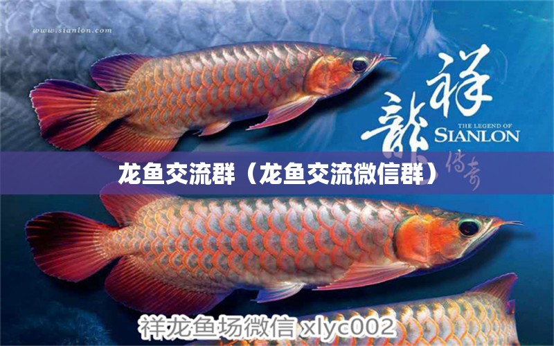 龙鱼交流群（龙鱼交流微信群） 广州龙鱼批发市场