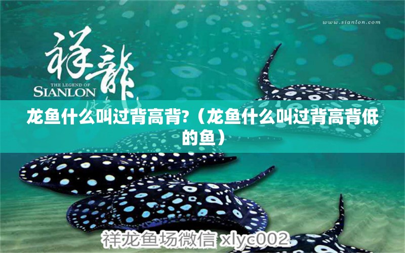 龙鱼什么叫过背高背?（龙鱼什么叫过背高背低的鱼） 广州龙鱼批发市场