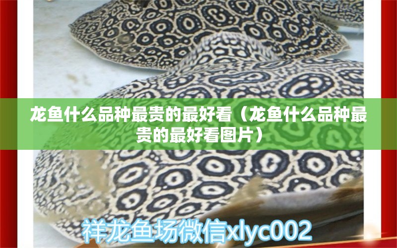 龙鱼什么品种最贵的最好看（龙鱼什么品种最贵的最好看图片） 广州龙鱼批发市场