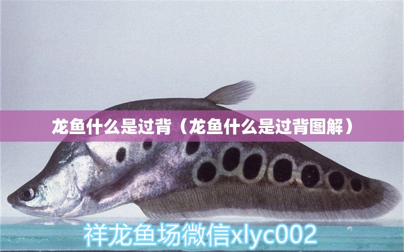 龙鱼什么是过背（龙鱼什么是过背图解） 广州龙鱼批发市场