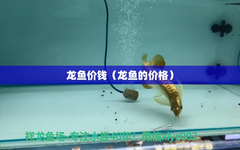 龙鱼价钱（龙鱼的价格） 广州龙鱼批发市场