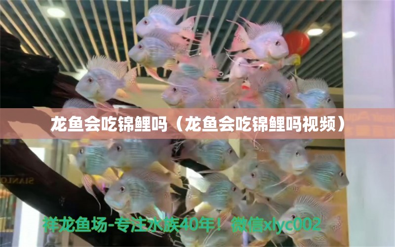 龙鱼会吃锦鲤吗（龙鱼会吃锦鲤吗视频） 广州龙鱼批发市场