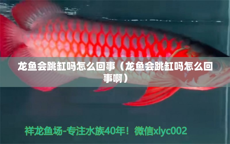 龙鱼会跳缸吗怎么回事（龙鱼会跳缸吗怎么回事啊） 广州龙鱼批发市场