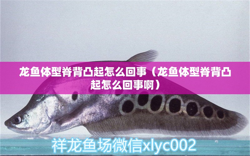 龙鱼体型脊背凸起怎么回事（龙鱼体型脊背凸起怎么回事啊） 广州龙鱼批发市场