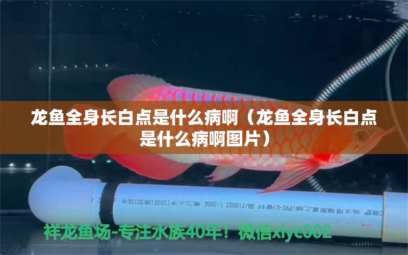龙鱼全身长白点是什么病啊（龙鱼全身长白点是什么病啊图片） 广州龙鱼批发市场