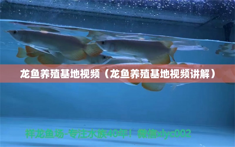 龙鱼养殖基地视频（龙鱼养殖基地视频讲解） 网上购买观赏鱼
