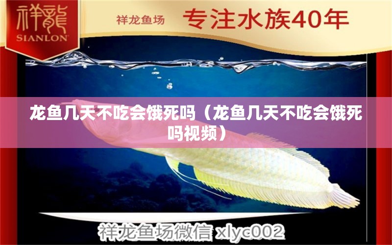 龙鱼几天不吃会饿死吗（龙鱼几天不吃会饿死吗视频） 广州龙鱼批发市场