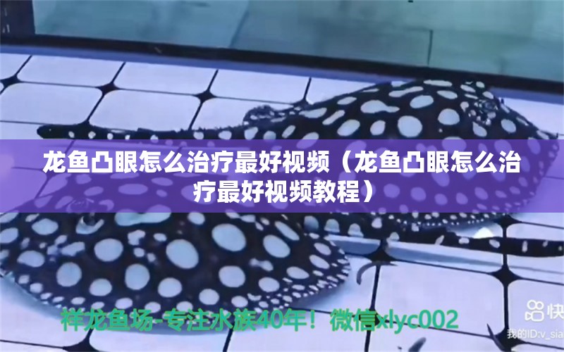 龙鱼凸眼怎么治疗最好视频（龙鱼凸眼怎么治疗最好视频教程） 广州龙鱼批发市场