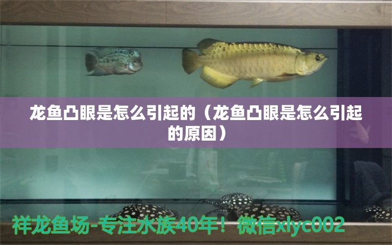 龙鱼凸眼是怎么引起的（龙鱼凸眼是怎么引起的原因） 广州龙鱼批发市场