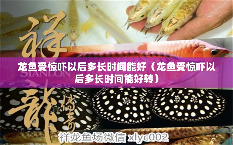 龙鱼受惊吓以后多长时间能好（龙鱼受惊吓以后多长时间能好转） 广州龙鱼批发市场