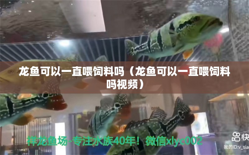 龙鱼可以一直喂饲料吗（龙鱼可以一直喂饲料吗视频） 广州龙鱼批发市场